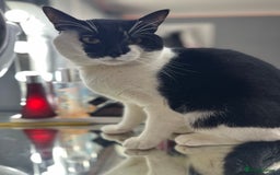 Mixed Breed cats for sale:  TUXEDO MALE CAt no set fee  - Image 3