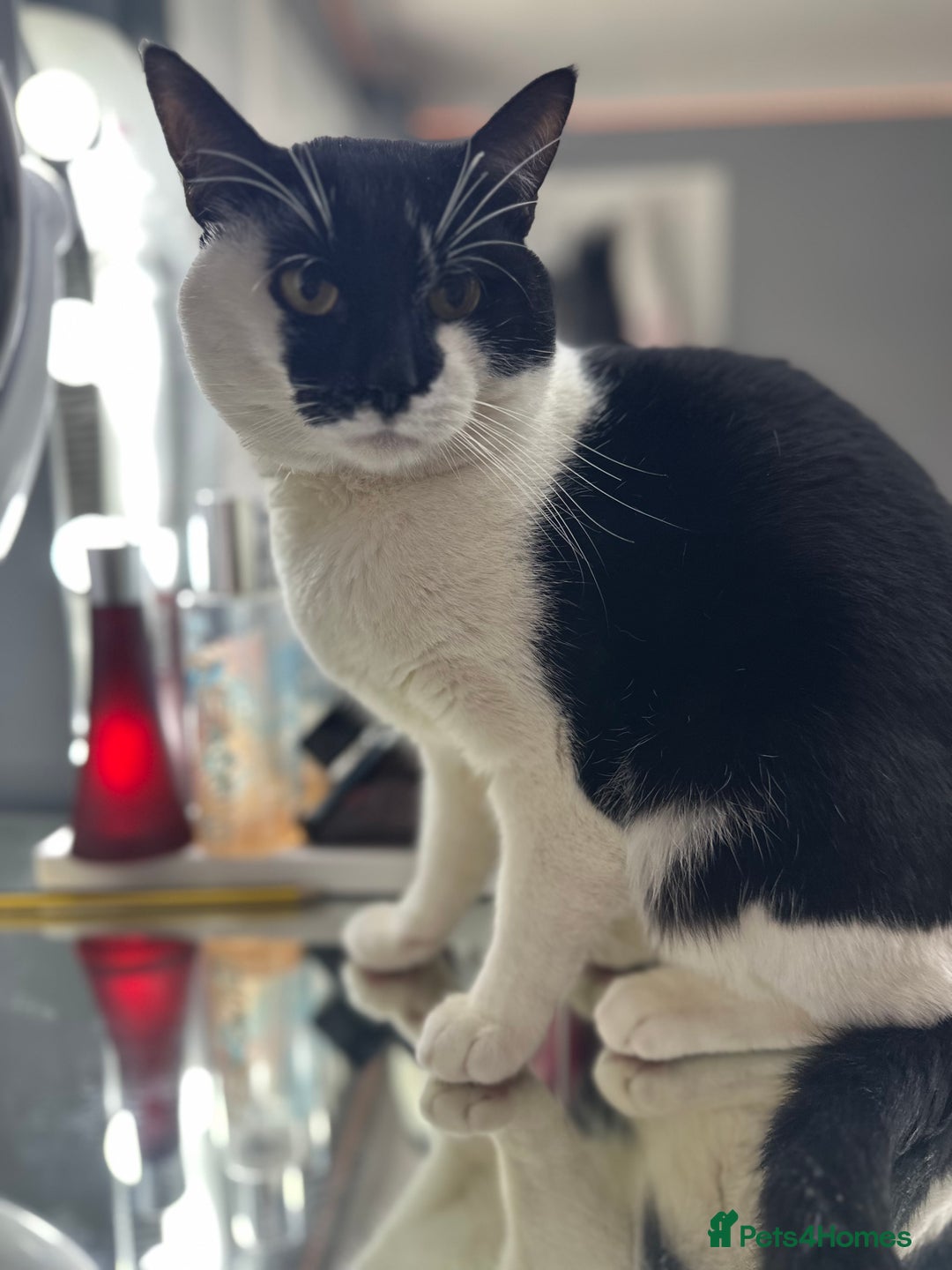 Mixed Breed cats for sale:  TUXEDO MALE CAt no set fee  - Image 3