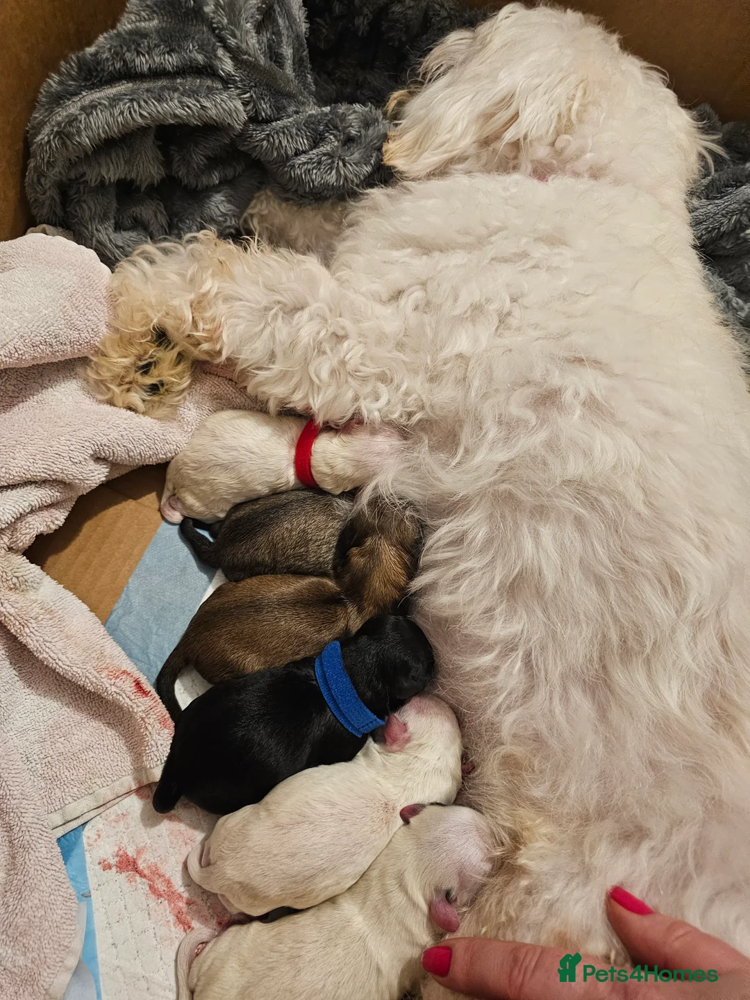 Bichon Frise dogs for sale: Bichon puppies in Luton - Advert 6