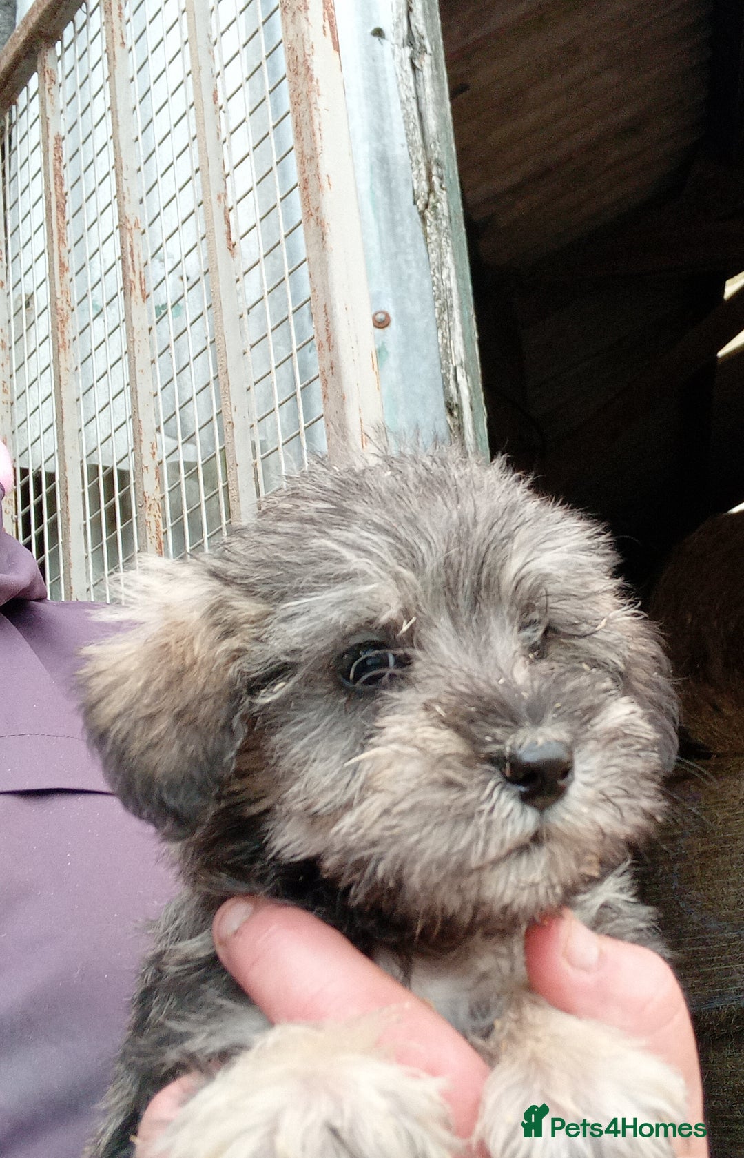 Mixed Breed dogs for sale: Schnoodle pups - Advert 5