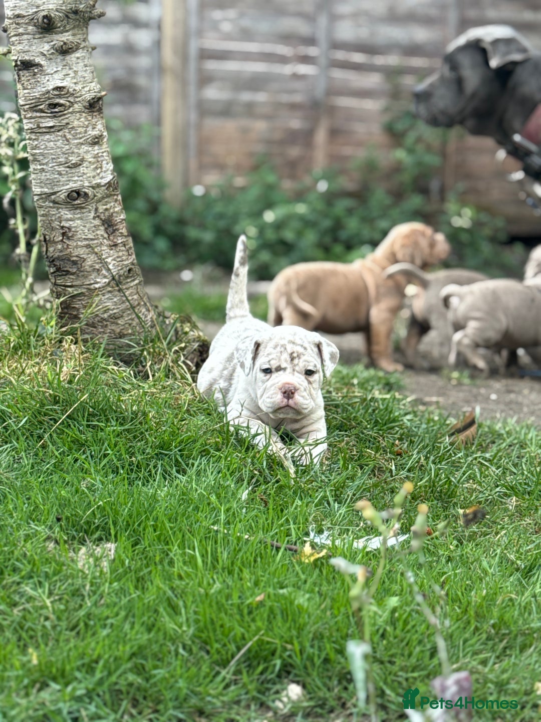 Mixed Breed dogs for sale: Beautiful lilac cane Corso x bulldog pups  - Image 2