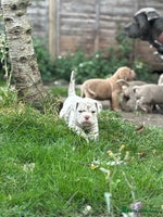 Mixed Breed dogs - Advert 8