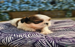 Shih Tzu dogs for sale: Shih Tzu girls–Licensed Breeder–Ready soon  - Image 6