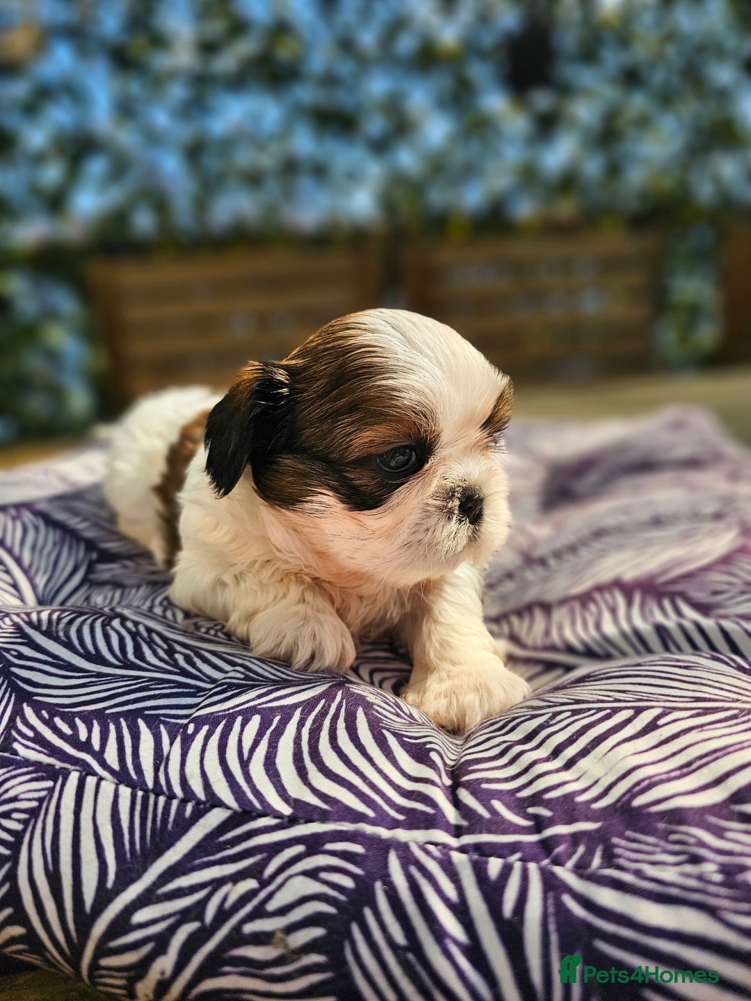 Shih Tzu dogs for sale: Shih Tzu girls–Licensed Breeder–Ready soon  - Image 6