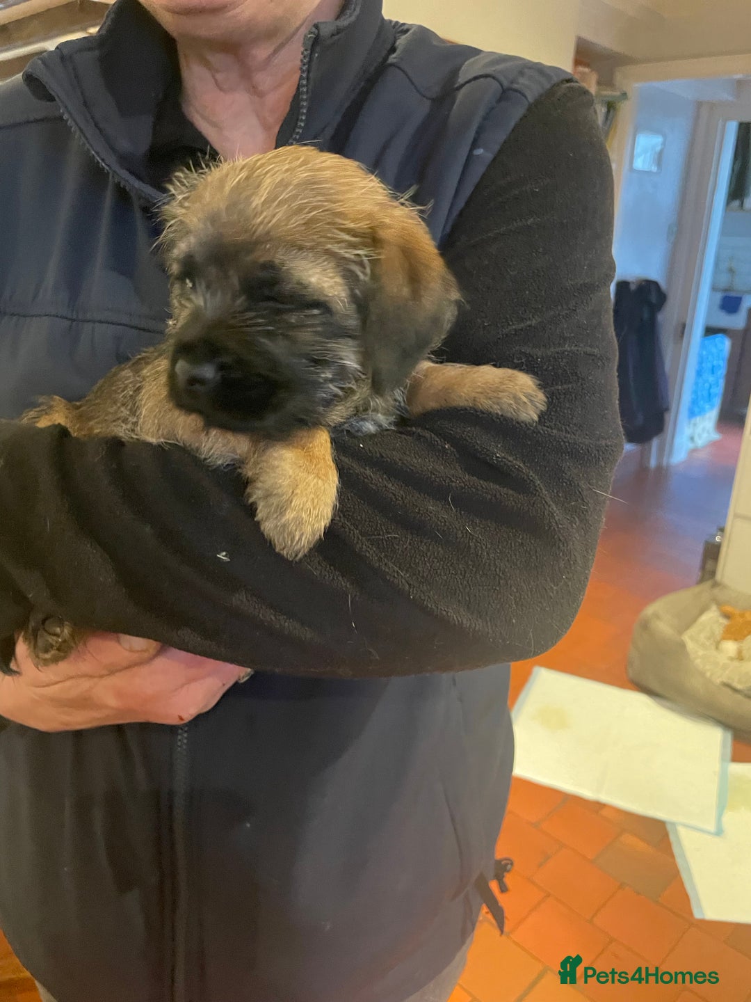Border Terrier dogs for sale: KC Reg Border Terrier puppies. - Advert 6