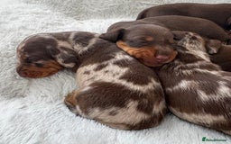 Miniature Dachshund dogs for sale: Of 5 purebred Miniature Dachshund - Image 1