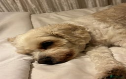 Cavapoochon dogs for sale: 2x Cavapoochon girls must go together  - Image 11