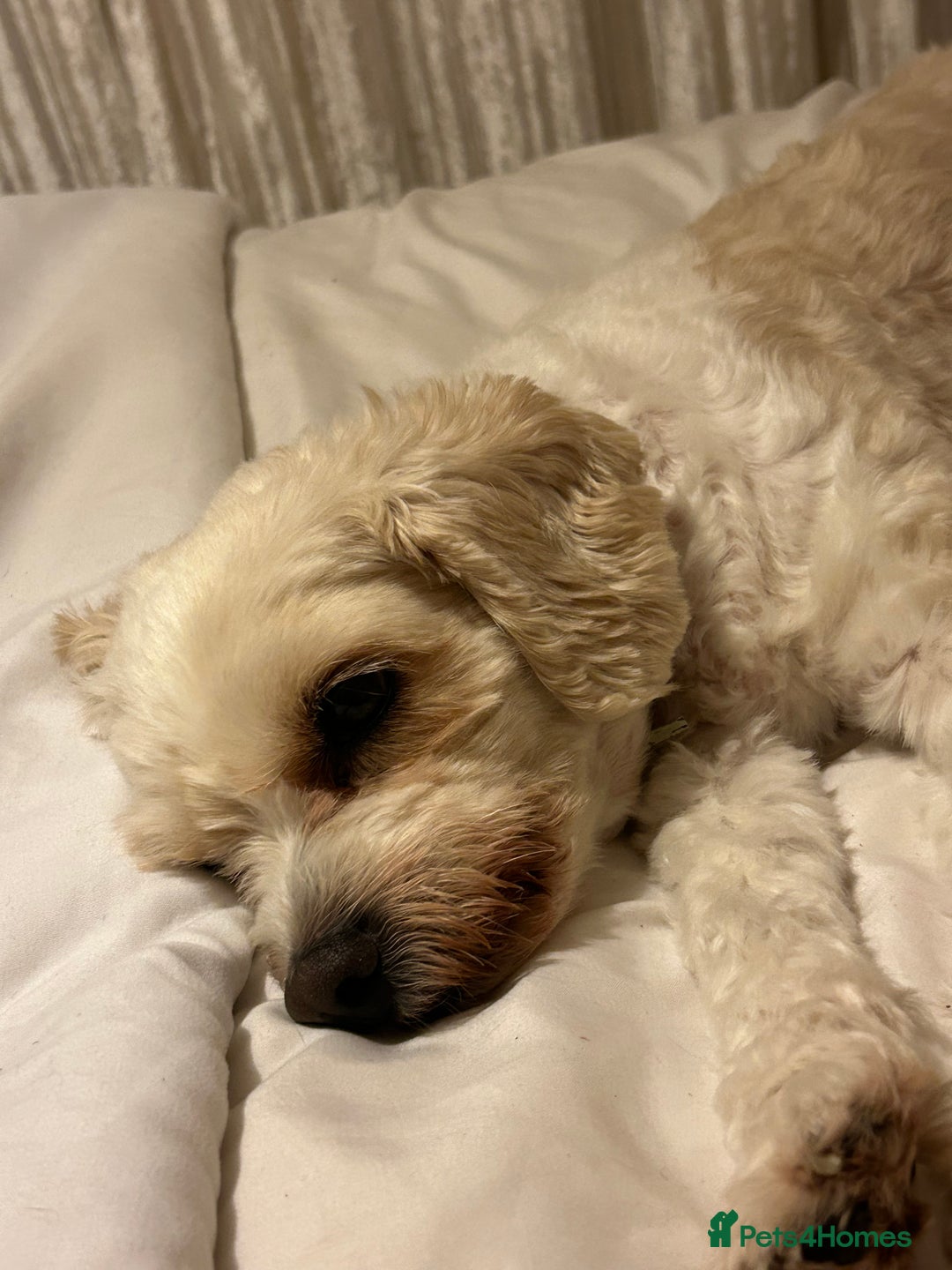 Cavapoochon dogs for sale: 2x Cavapoochon girls must go together  - Image 11