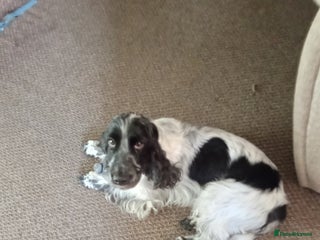 Cocker Spaniel dogs - Advert 11