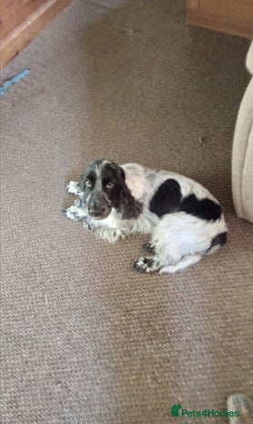 Cocker Spaniel dogs - Advert 1