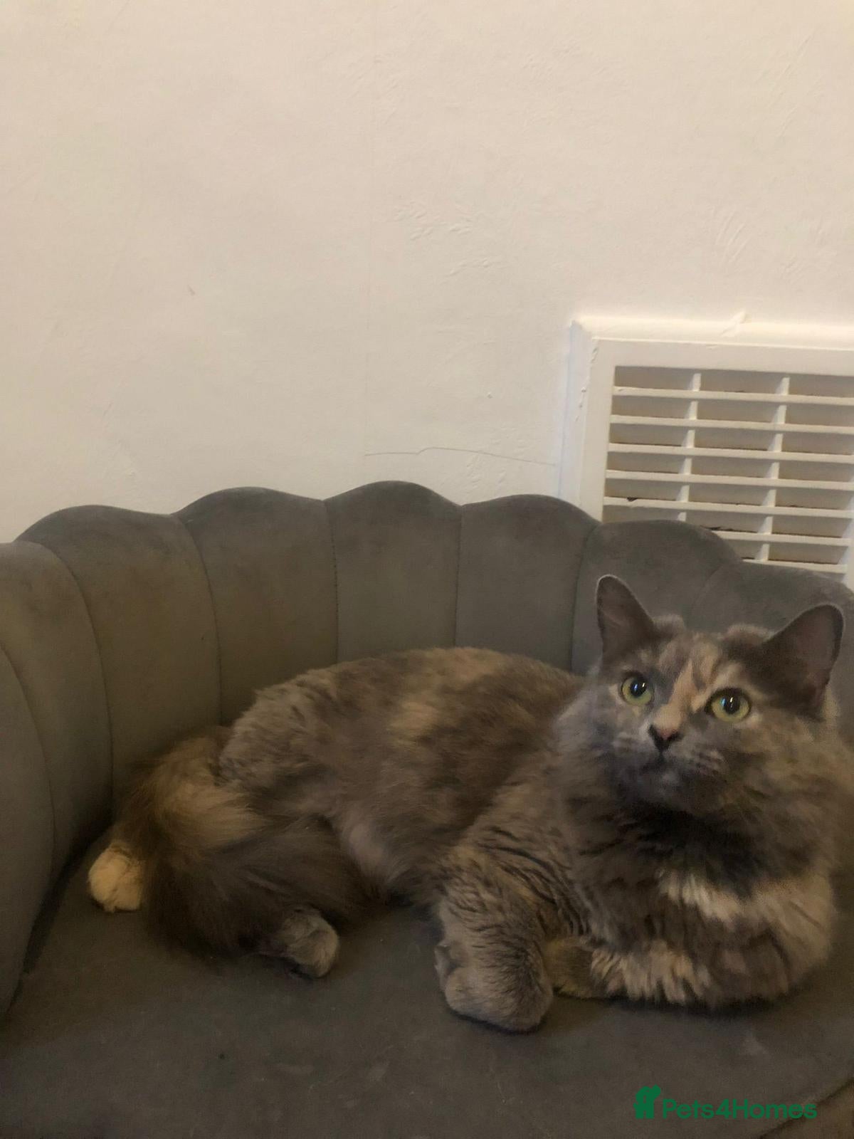 British Shorthair cats Beautiful adult cats looking for new homes  - Advert 11