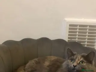 British Shorthair cats Beautiful adult cats looking for new homes - Advert 11