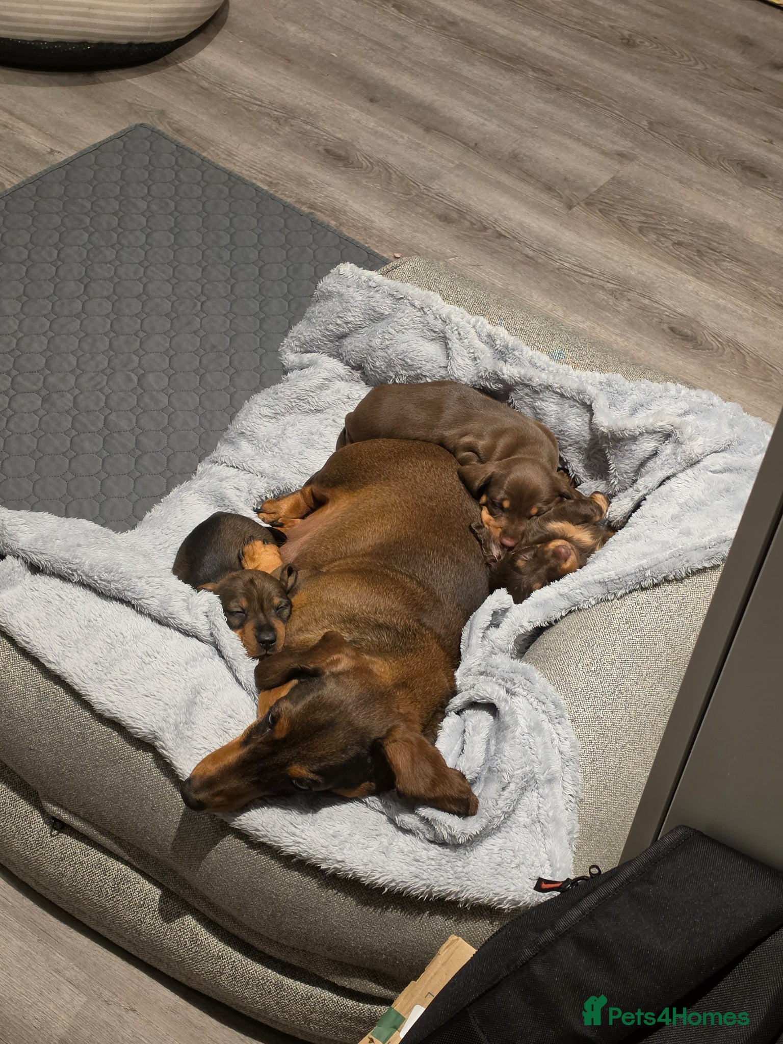 Miniature Dachshund dogs KC Miniature Dachshunds - Advert 17