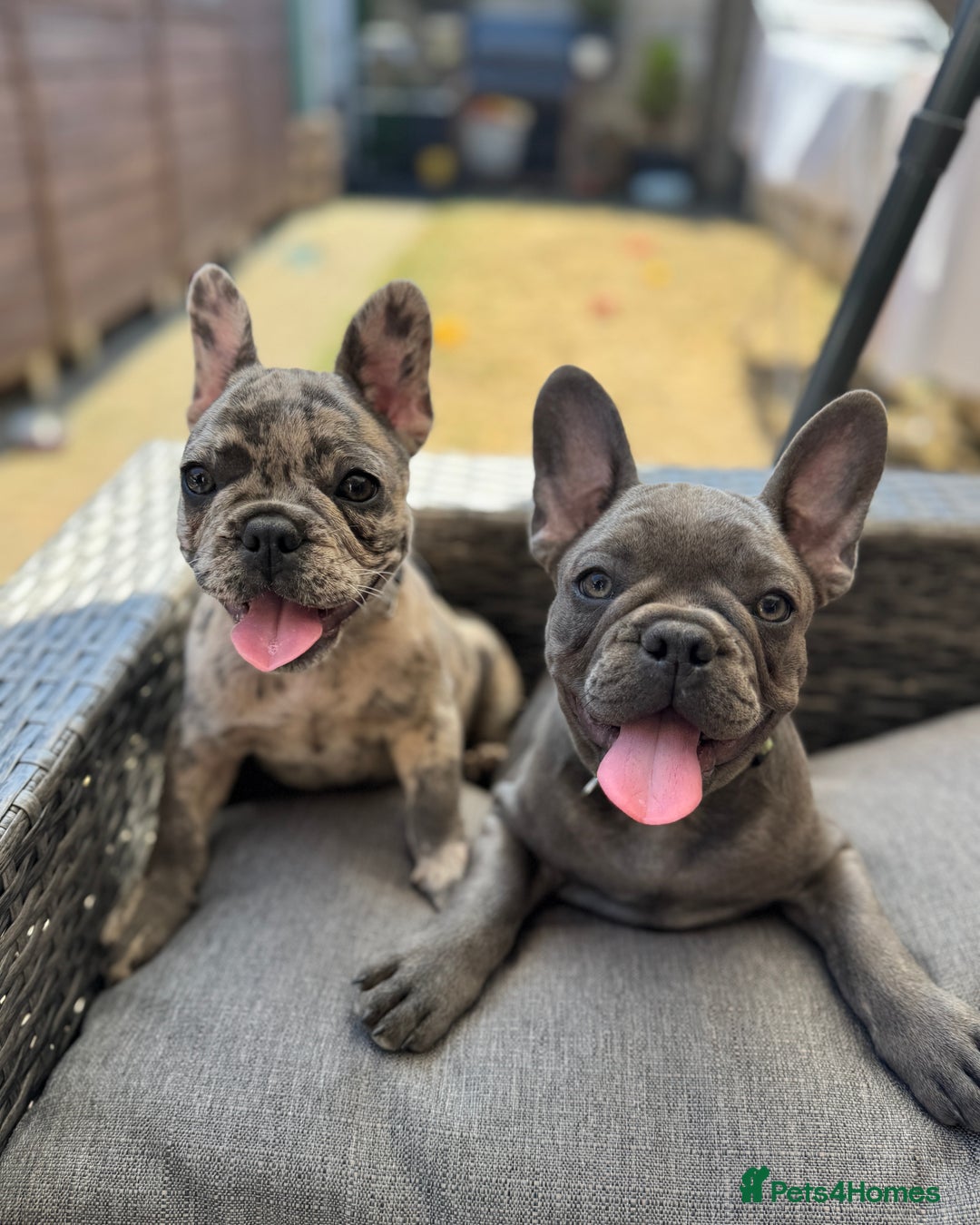 French Bulldog dogs for sale: French Bulldog Puppies with 3 Vaccines Included in Walton-on-Thames - Image 3