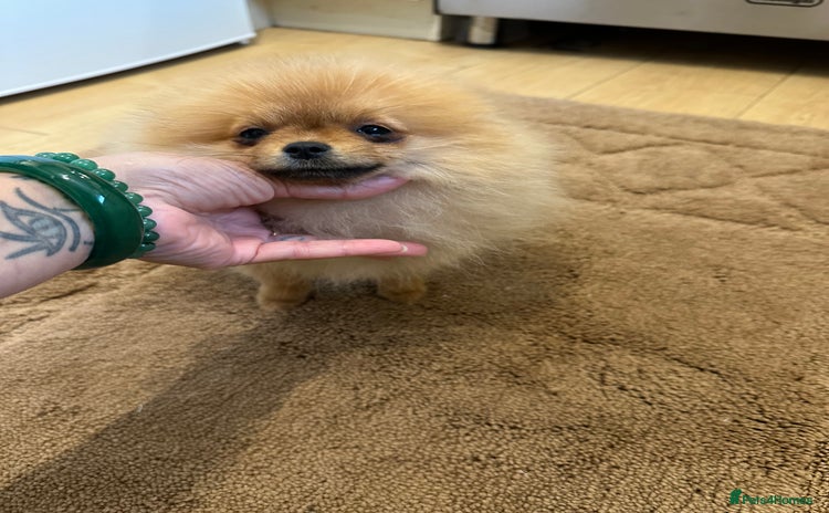 Pomeranian dogs - Advert 3