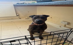 Mixed Breed dogs for sale: Sharp Pei for Sell - Image 2