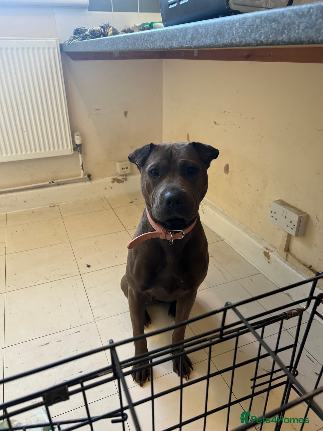Mixed Breed dogs for sale: Sharp Pei for Sell - Image 2