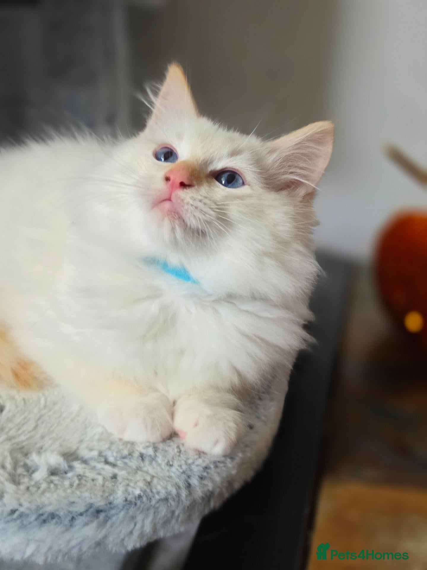 Ragdoll cats 💙💛GCCF Registered Apricot/Cream boy 💙💛 - Advert 1