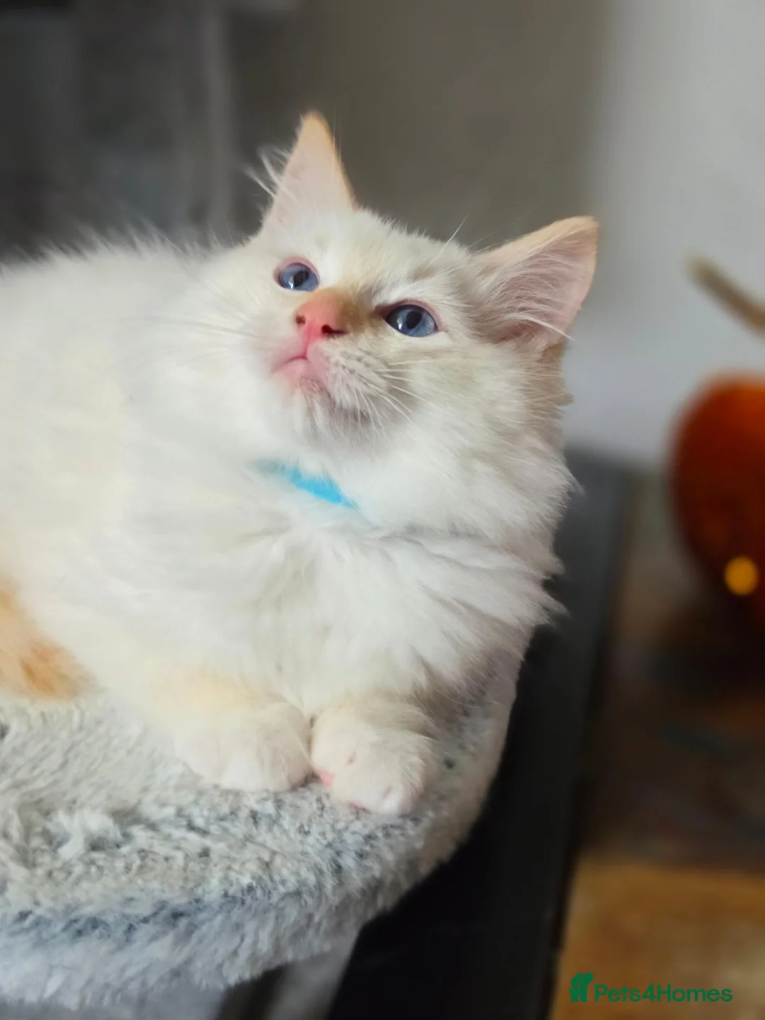 Ragdoll cats for sale: 💙💛GCCF Registered Apricot/Cream boy 💙💛 - Advert 2