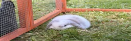 Mini Lop rabbits for sale: Mini lop bunnies  in Plymouth - Advert 9