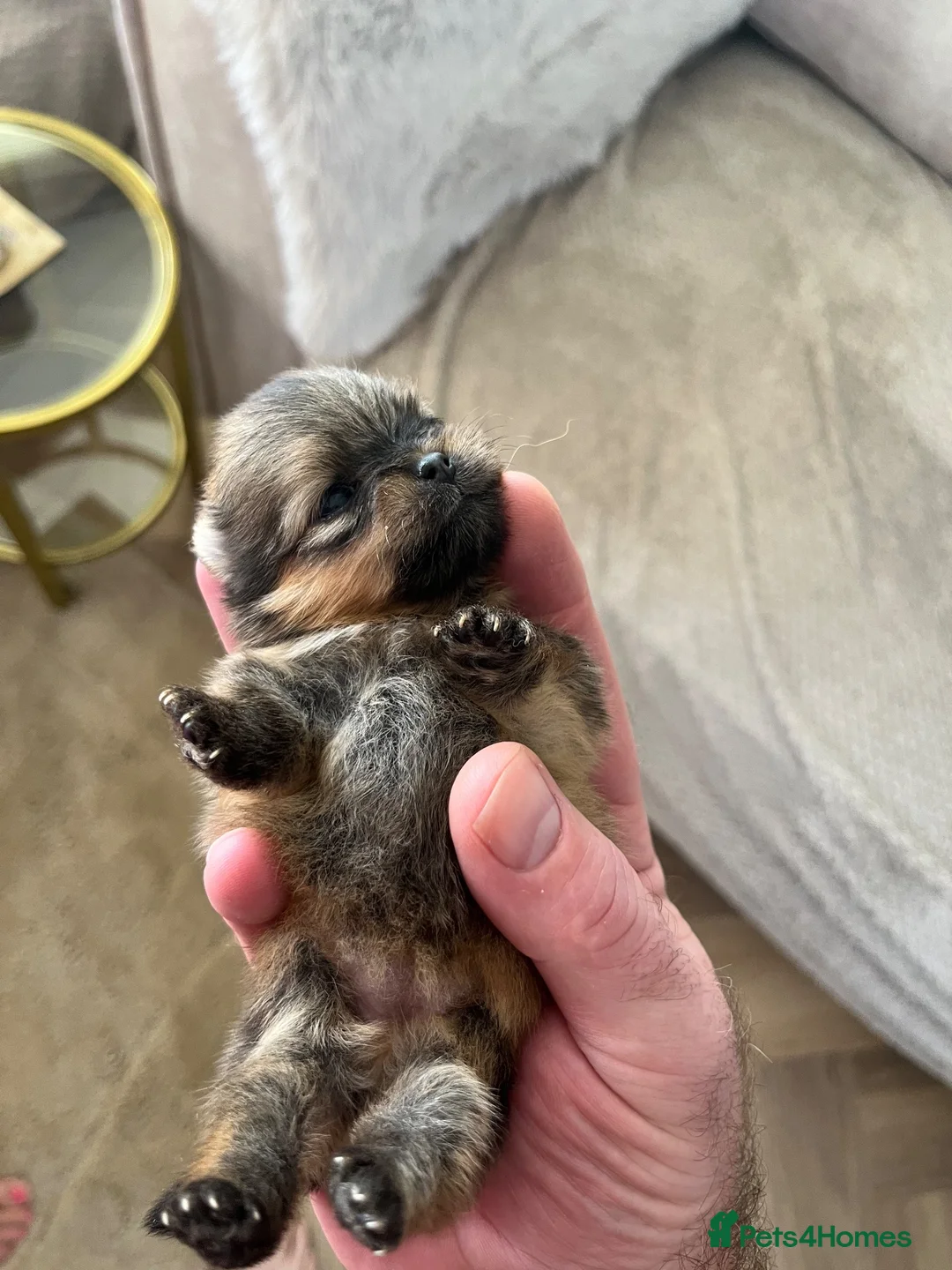 Pomeranian dogs for sale: Pomeranian puppy’s  - Advert 13