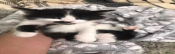 Mixed Breed cats for sale: Turkish angora kitten  - Advert 7