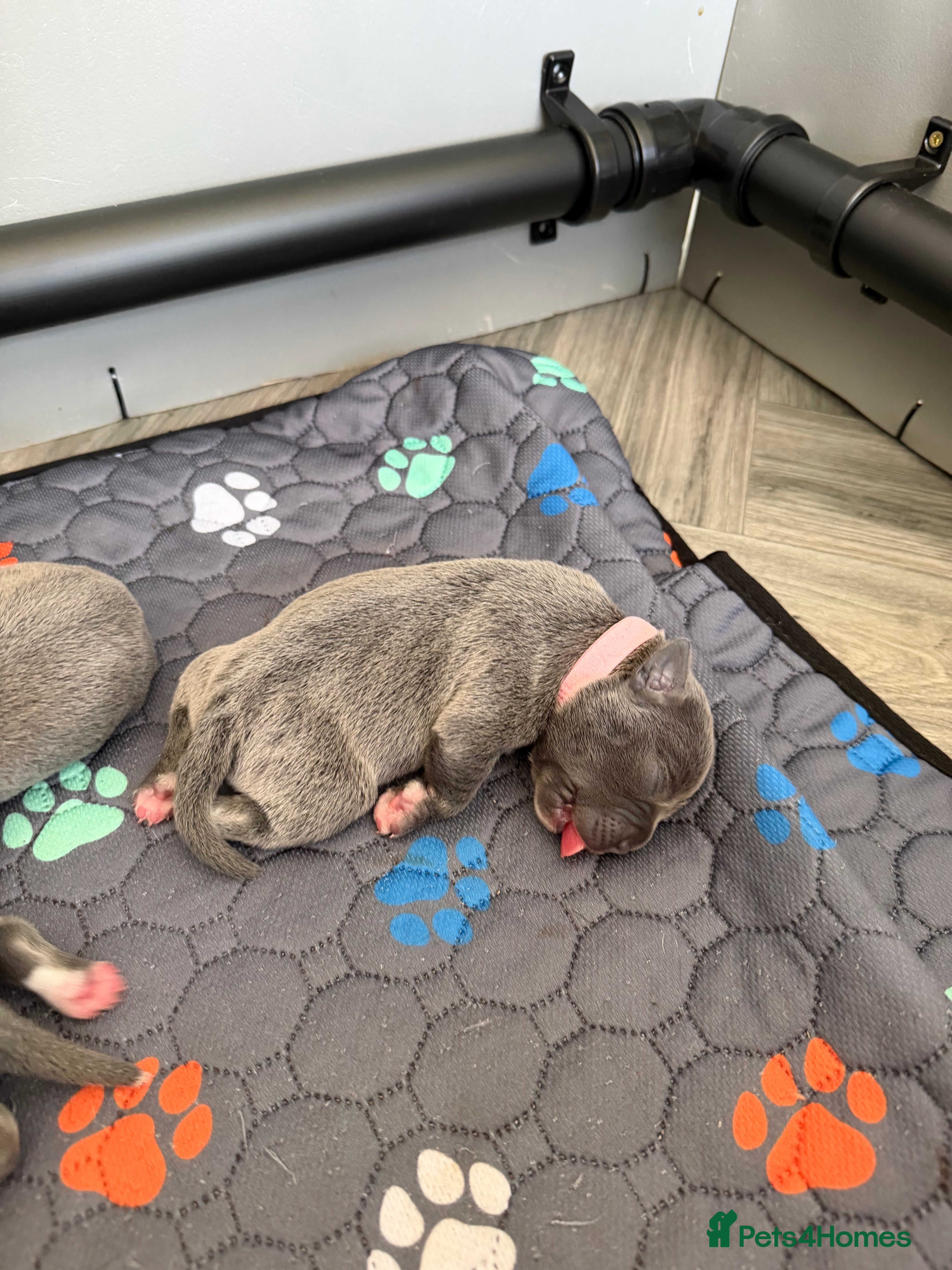 Staffordshire Bull Terrier dogs Blue Staffordshire Bull Terrier Pups Family Raised - Advert 2