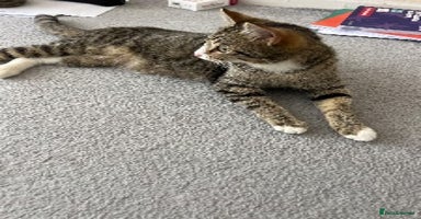 Domestic Shorthair cats - Advert 5