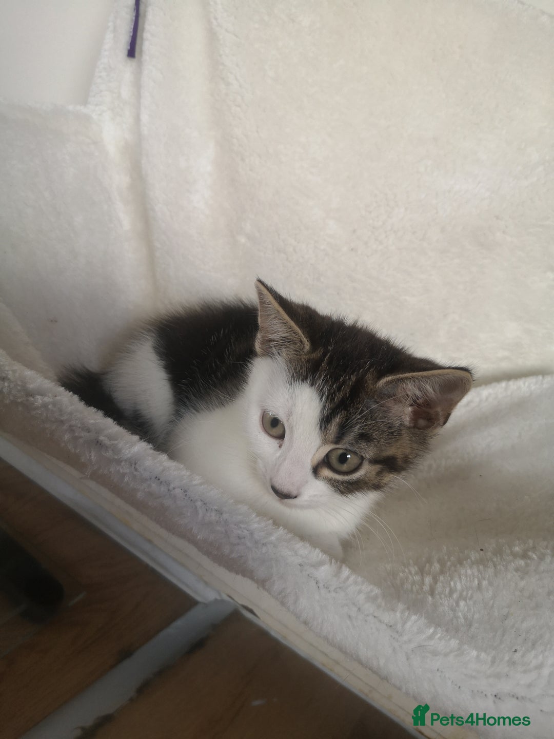 Mixed Breed cats for sale: 2 Beautiful kittens for sale - Advert 5