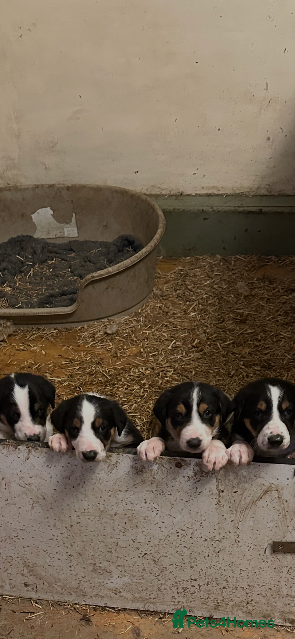 Huntaway dogs Hunterways border collie pups  - Advert 8