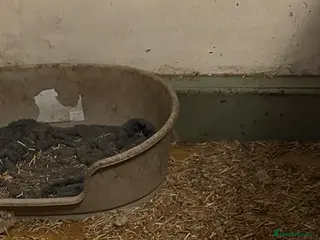 Huntaway dogs Hunterways border collie pups - Advert 1