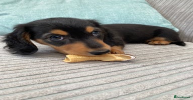 Miniature Dachshund dogs - Advert 5