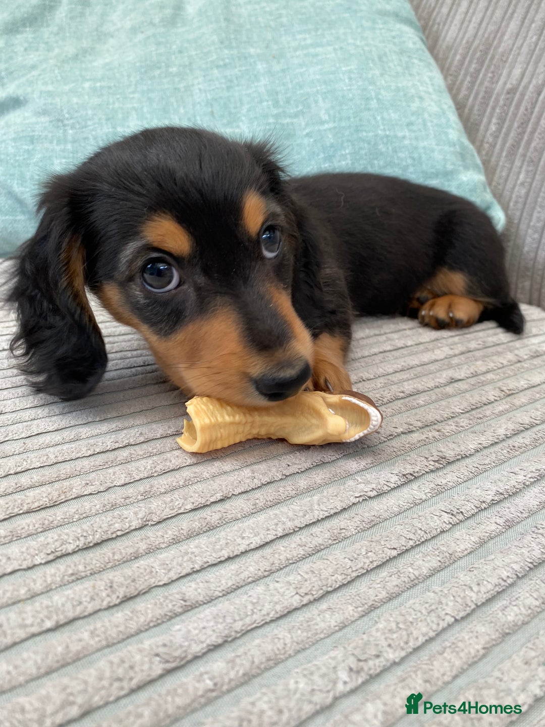 Miniature Dachshund dogs for sale: KC Reg long hair mini dachshunds “Ready now” - Image 3