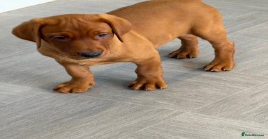 Labrador Retriever dogs - Advert 4