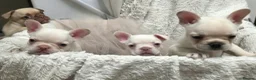 French Bulldog dogs for sale: French bulldog puppies  - Advert 10