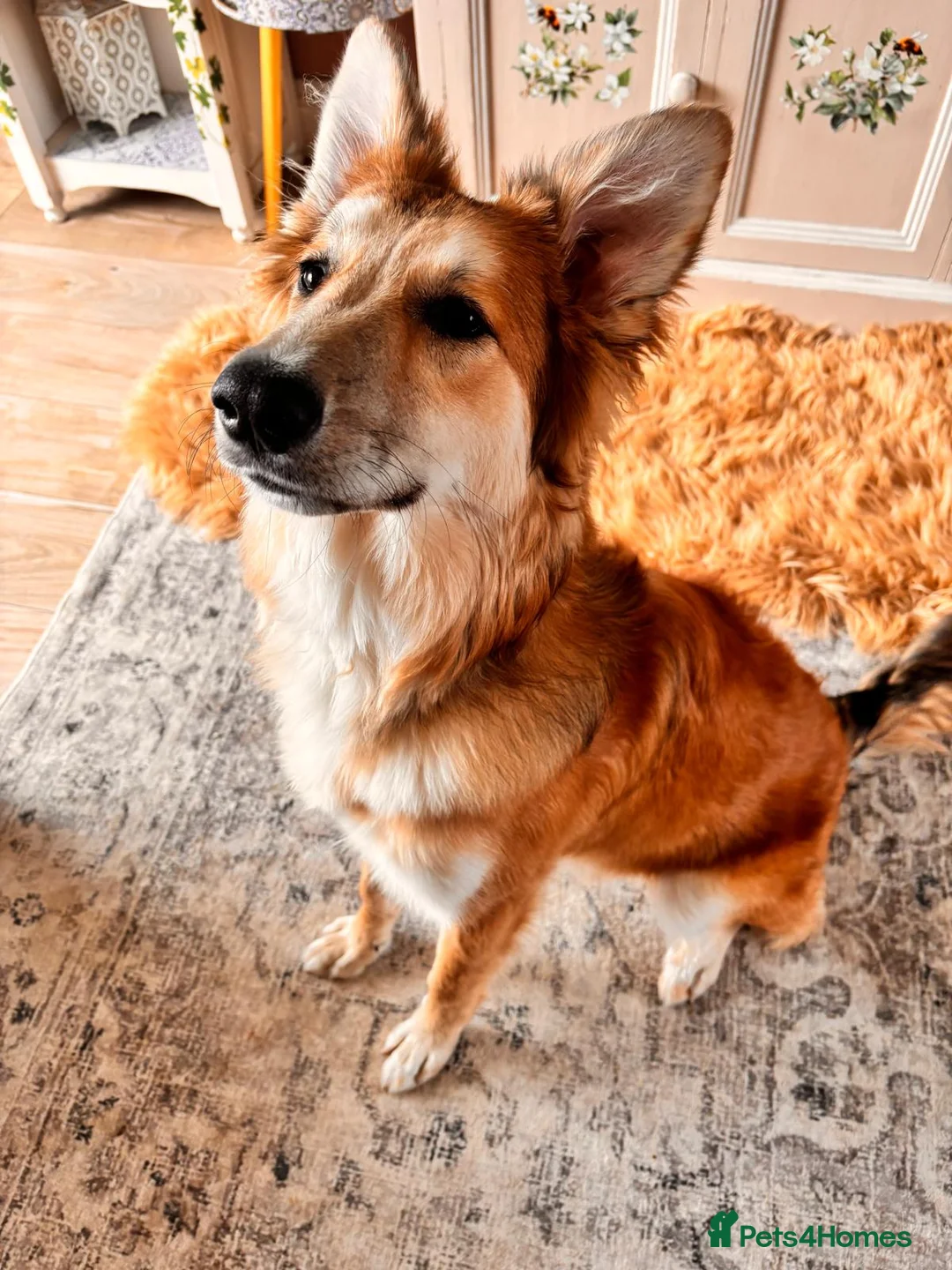 Shepsky dogs for sale: Stunning Shepsky female  - Advert 1