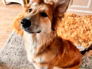 Shepsky dogs for sale: Stunning Shepsky female - Advert 1