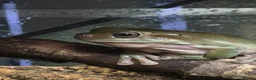 Gecko reptiles for sale: Crested & leopard gecko babies - Advert 23