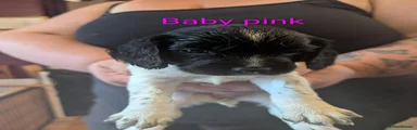 Baby pink collar 