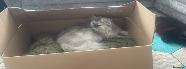 Misty