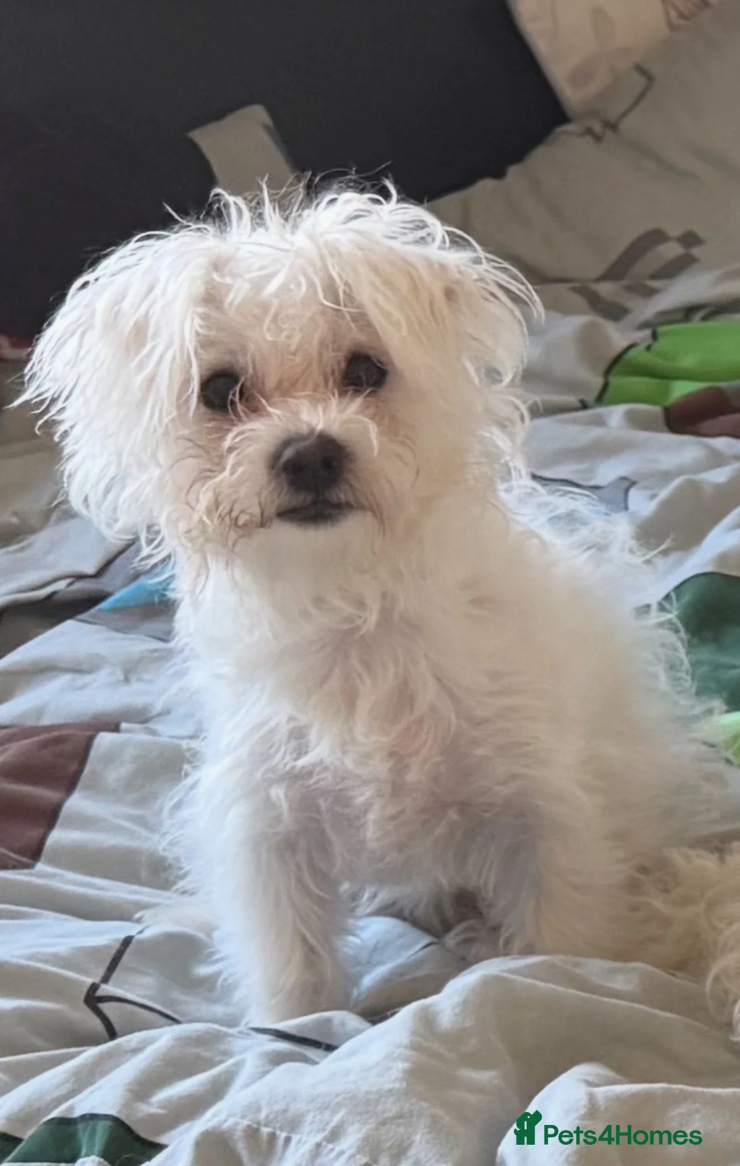 Bichon Frise dogs for sale: Bichon Puppies  - Advert 1