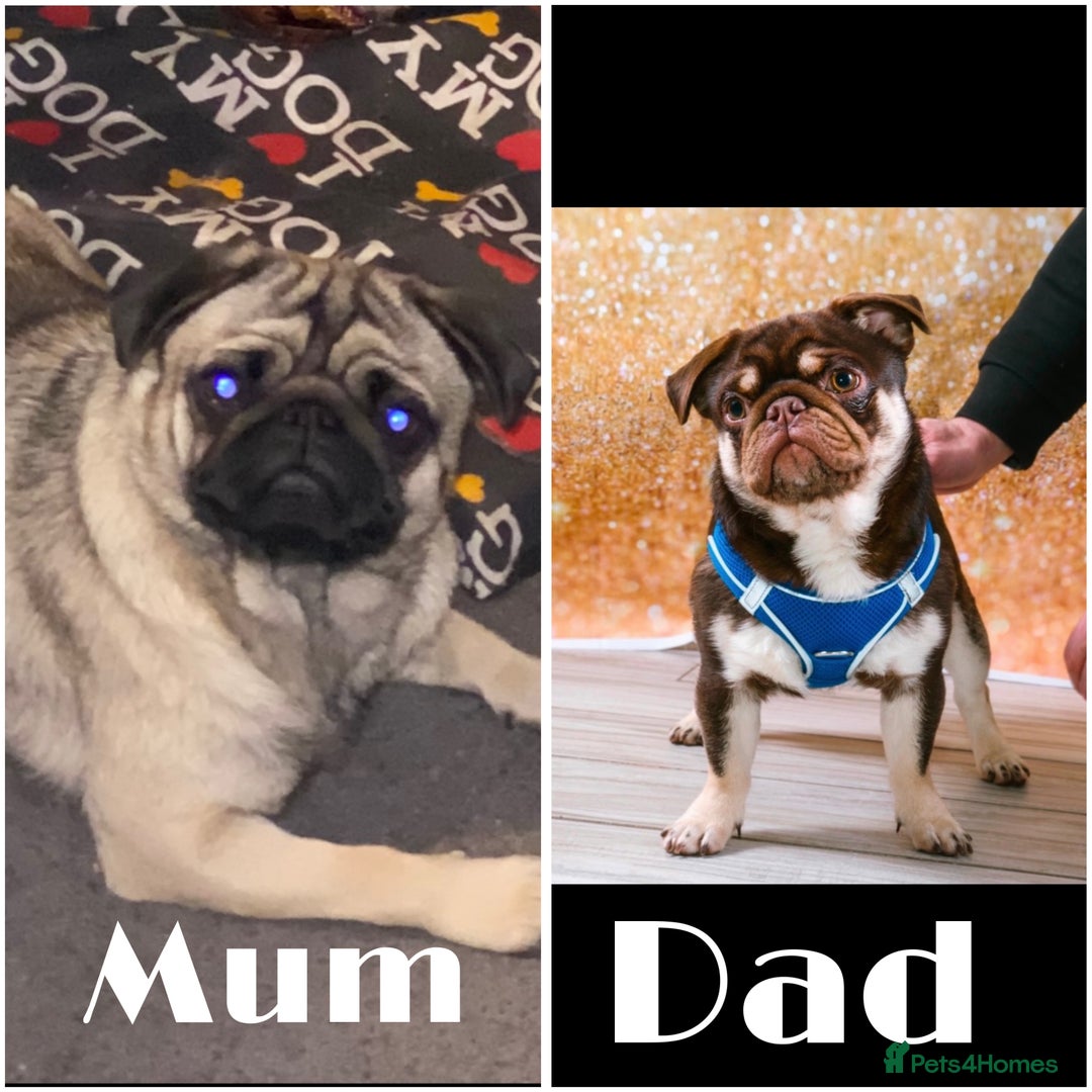 Pug dogs for sale: Beautiful Pug Puppies  - Advert 11