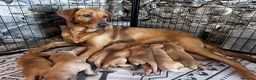 Labrador Retriever dogs for sale: Fox Red Labrador Puppies  - Advert 1
