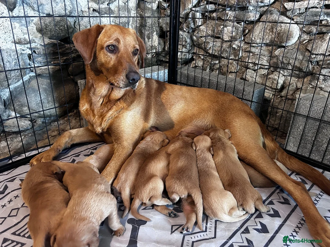 Labrador Retriever dogs for sale: Fox Red Labrador Puppies  - Advert 1