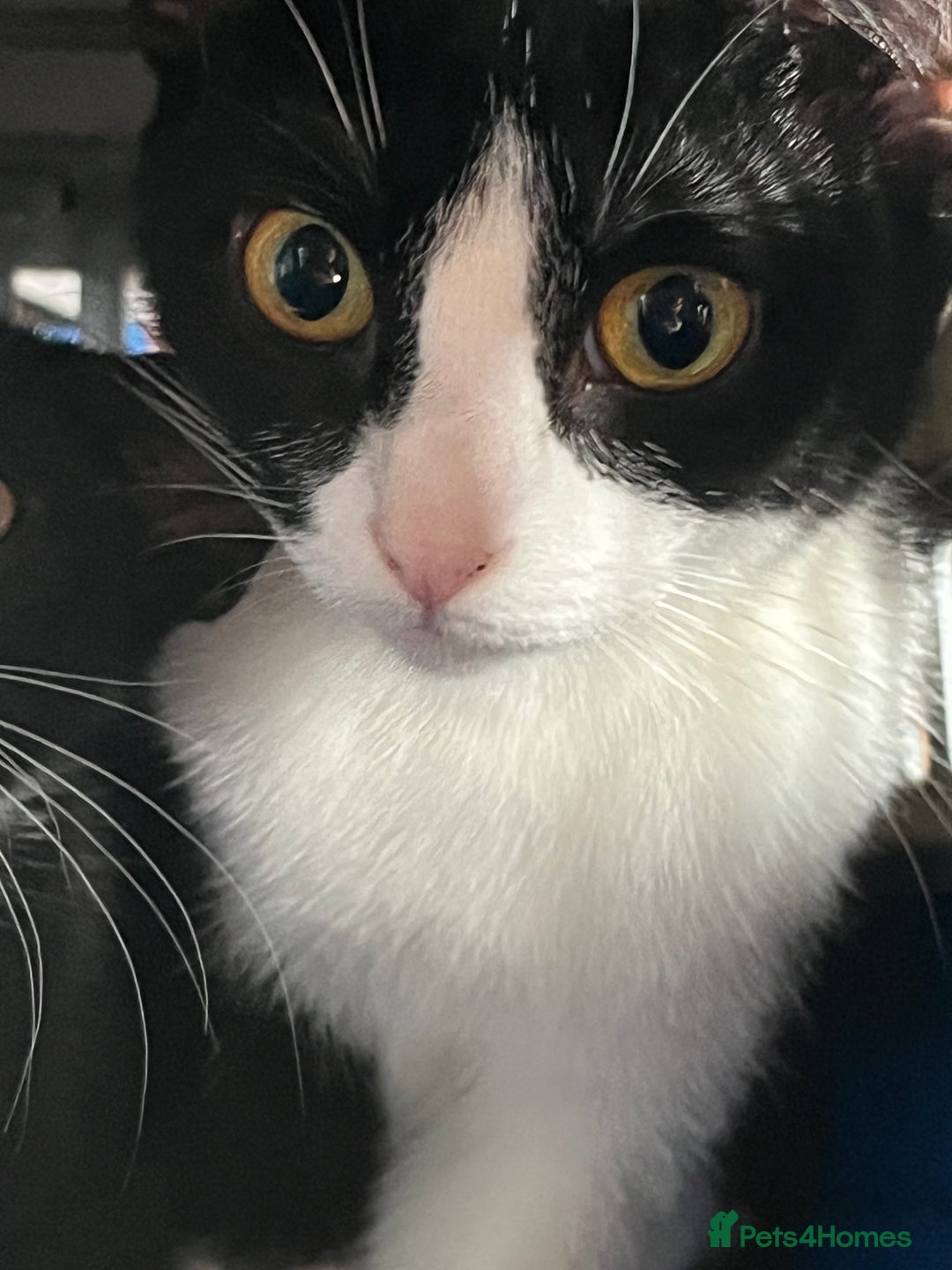 British Longhair cats for sale: 2 kittens and an adult  - Image 3