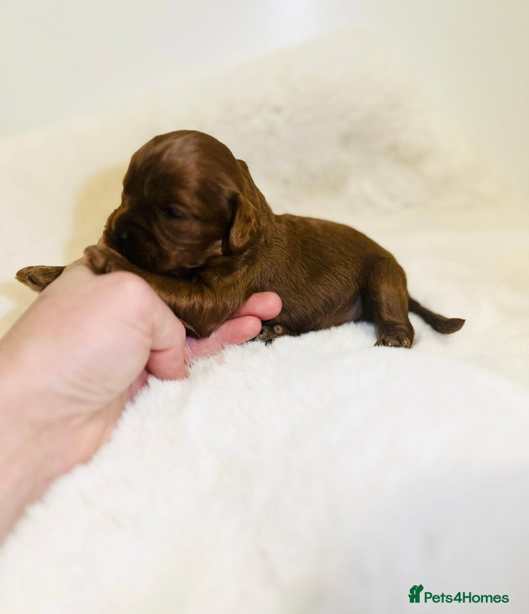 Cavapoo dogs for sale: Beautiful red cavapoos - Advert 4