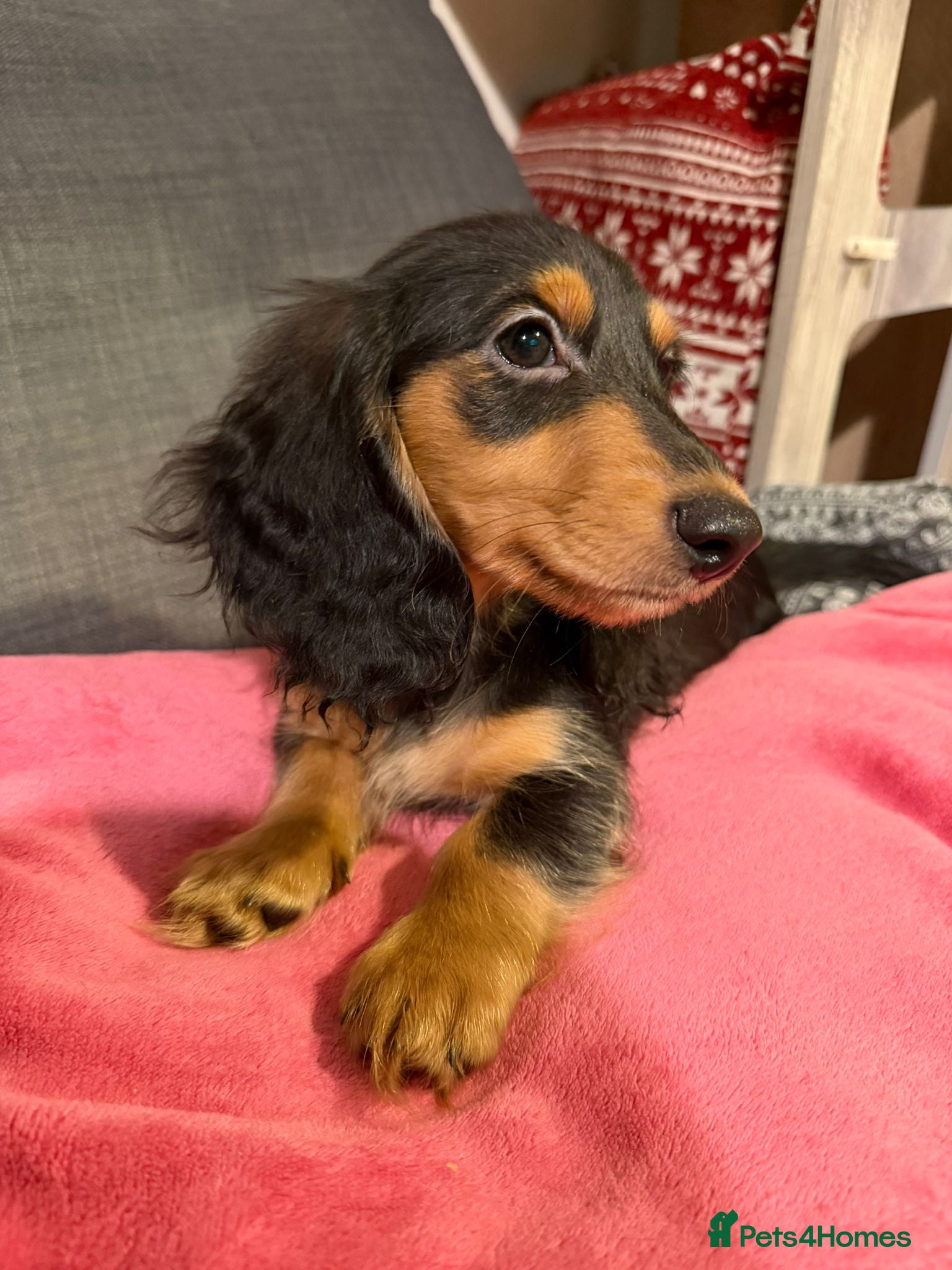 Miniature Dachshund dogs Last boy reduced, Ready Now 💙 - Advert 4