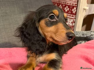 Miniature Dachshund dogs Last boy reduced, Ready Now 💙 - Advert 4