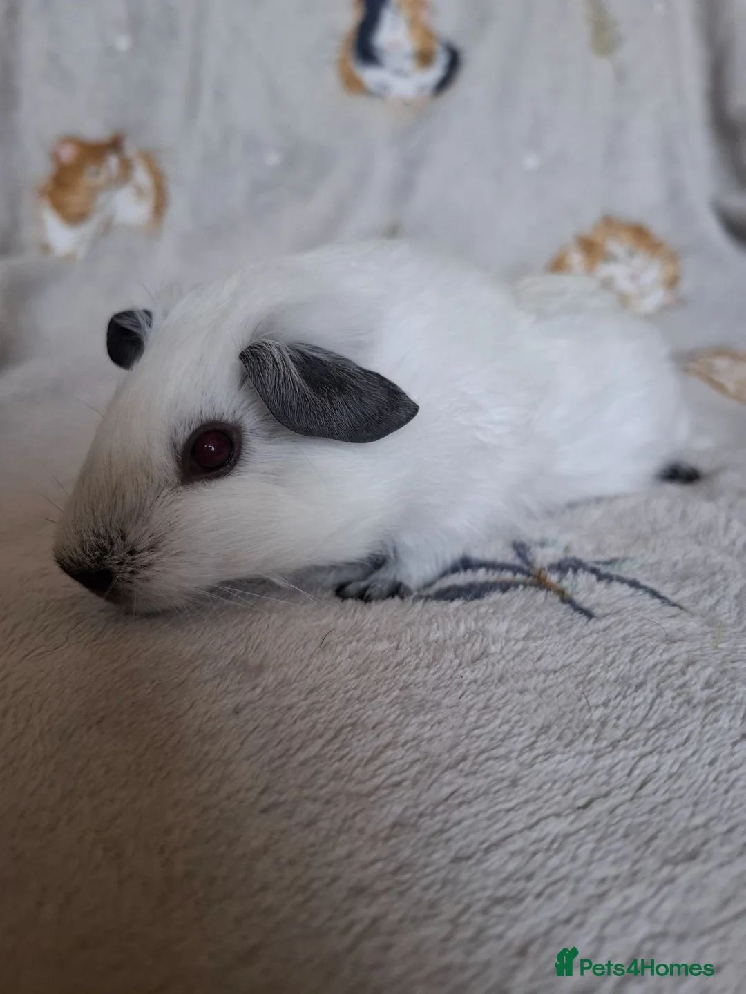 Guinea Pig rodents for sale: Swiss, Cali, Self Black & Smooth Baby Guinea Pigs - Advert 1