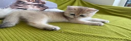 British Longhair cats for sale: Pure Bread British Longhair and Shorthair kittens - Advert 8